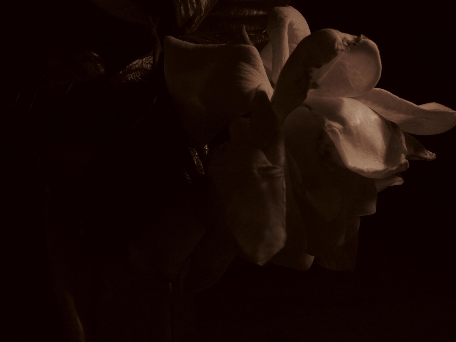 Photo #10922665
