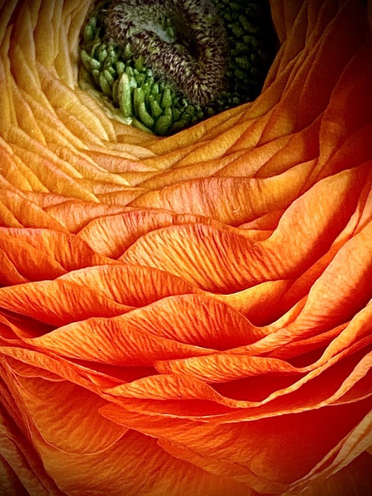 « Исцеление цветом».