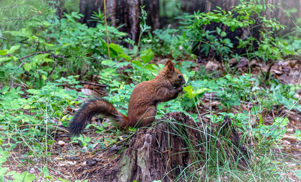 Photograph by Владимир Сушкин