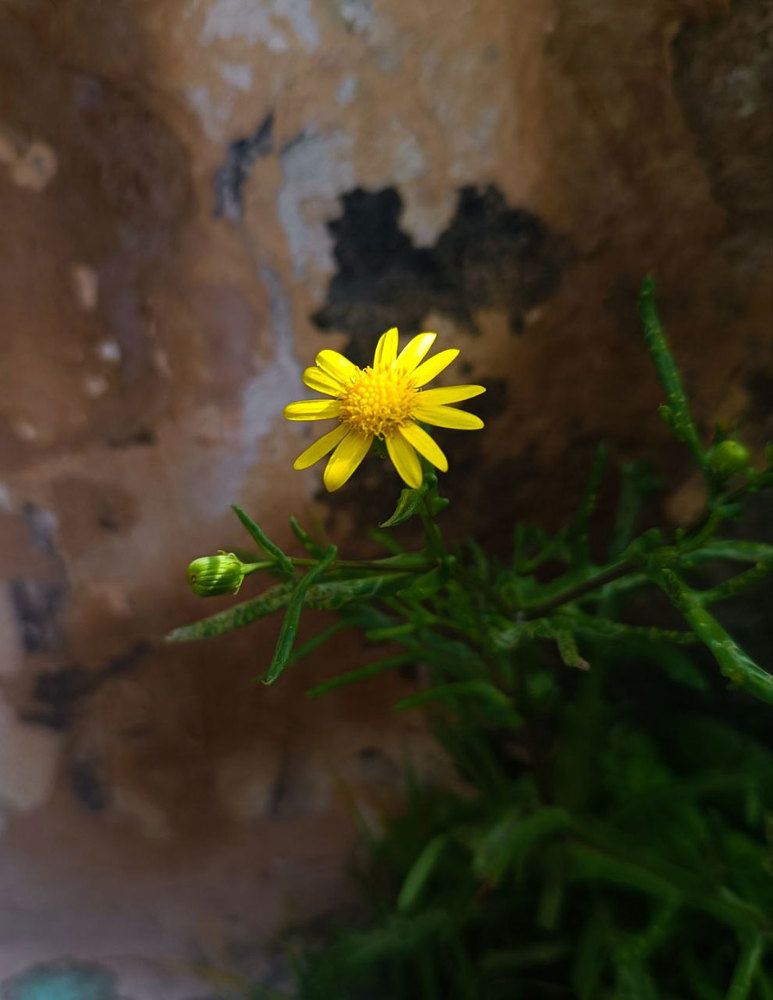 Photograph by mohamed mokhles