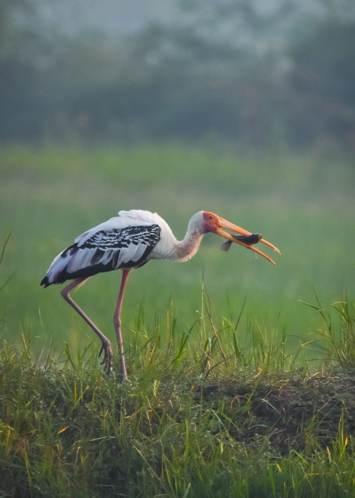 Photograph by Sathishkumar S