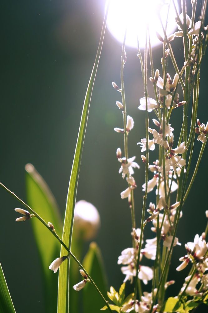 Photograph by Анна Алякина