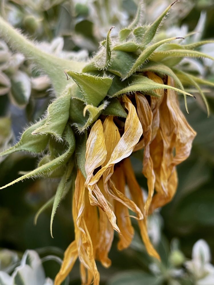 Фотография автора Кристина Тяттэ