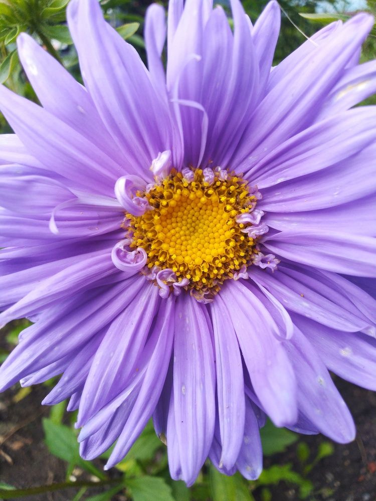 Photograph by Наталья Шулятина