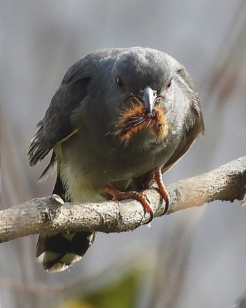 Grey bellied cuckoo