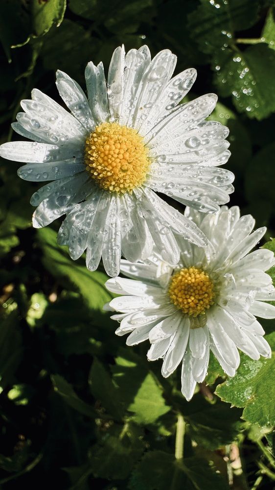 Photograph by Светлана