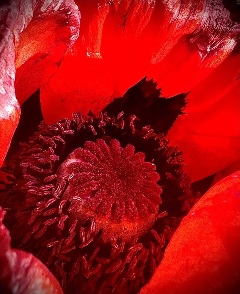 «Притяжение цветом»