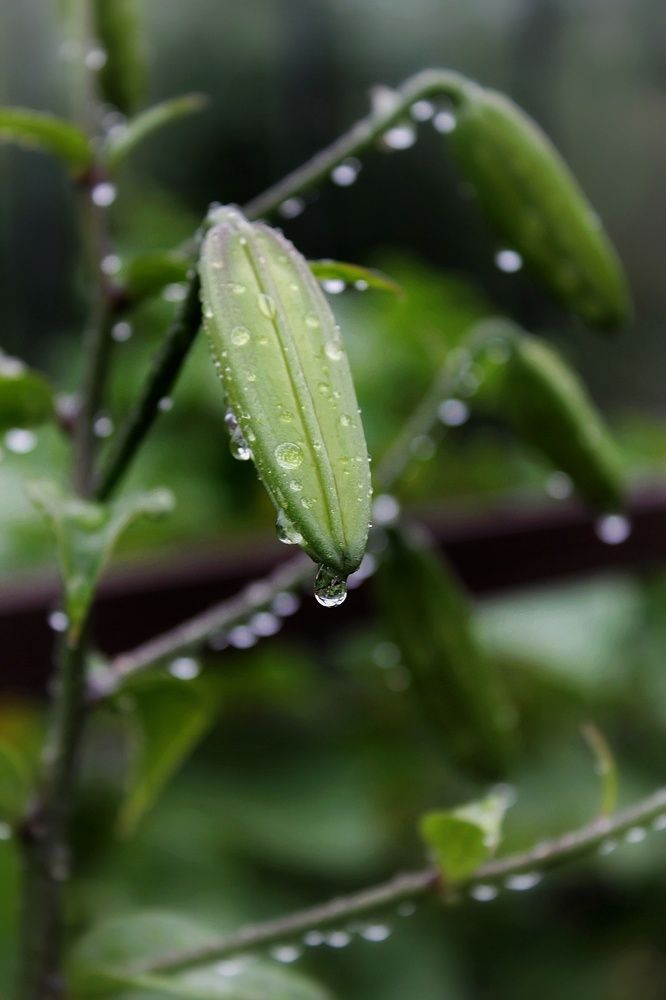 Photograph by Елена Силантьева