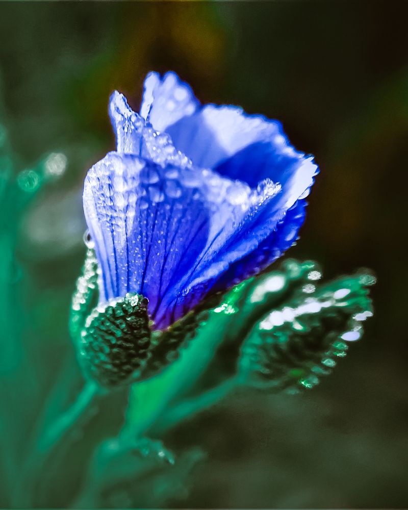 Photograph by Fahmida Sumaiya