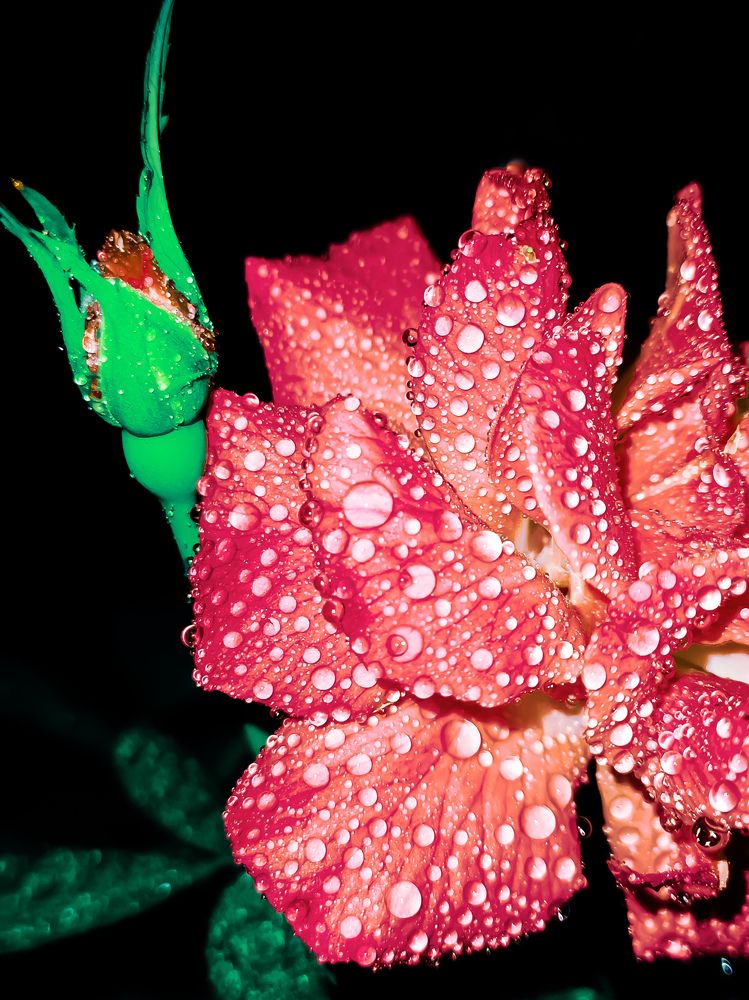 Photograph by Fahmida Sumaiya