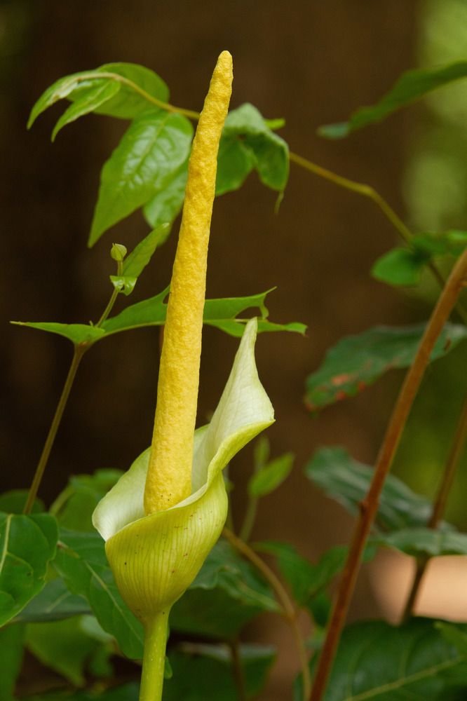 Photograph by Marcel AHONDO