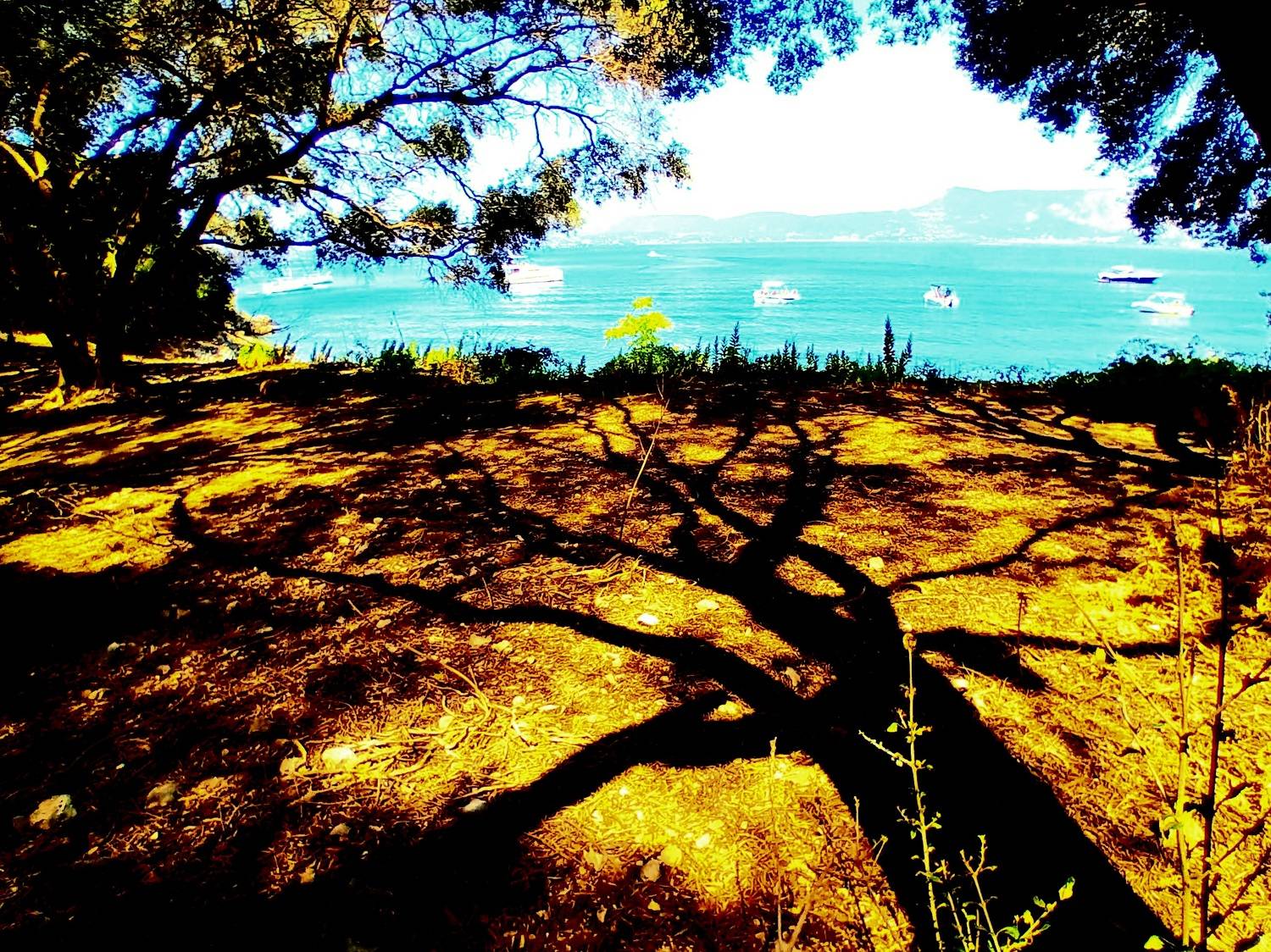 The shadow of the tree