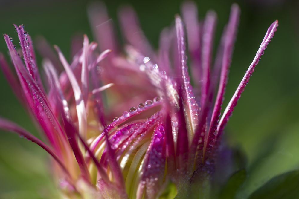 Photograph by Tatyana Fedenkova