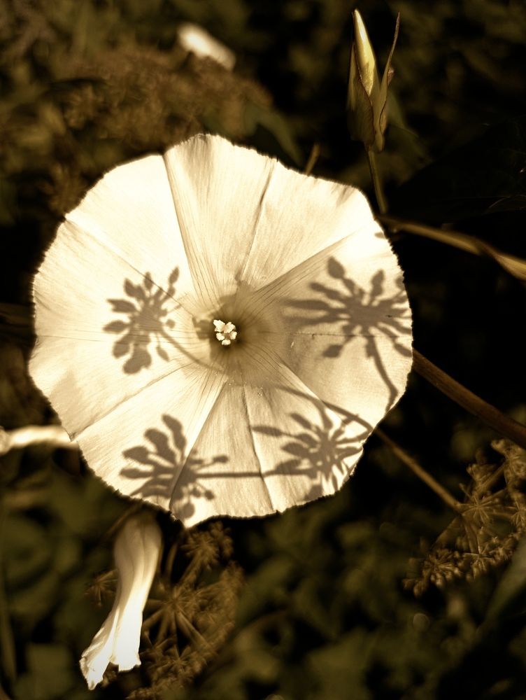 Photograph by Юлия Смирнова