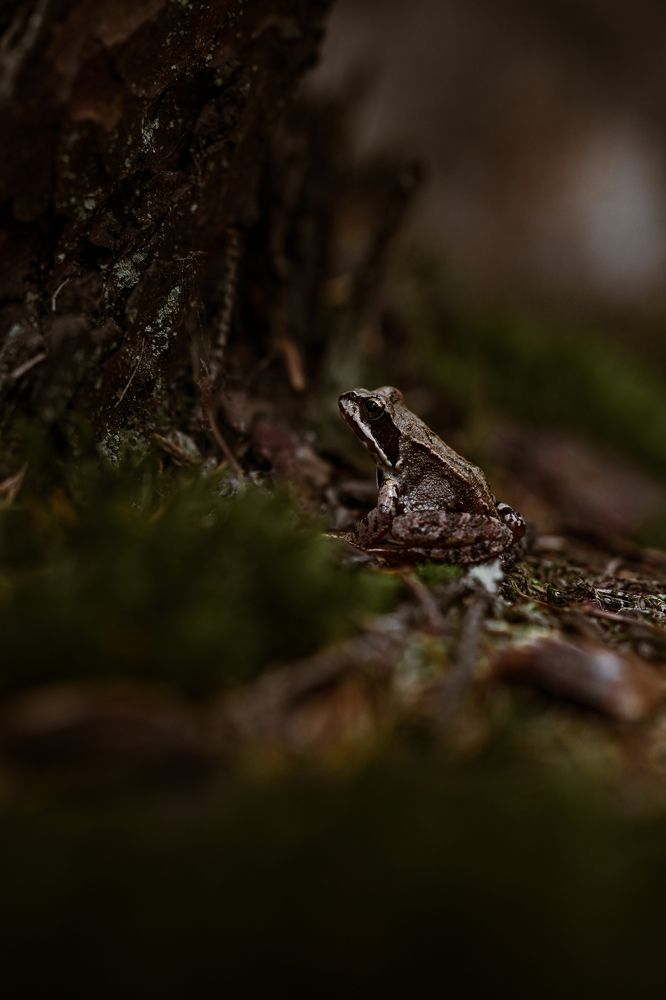 Photograph by Елизавета Шипулина
