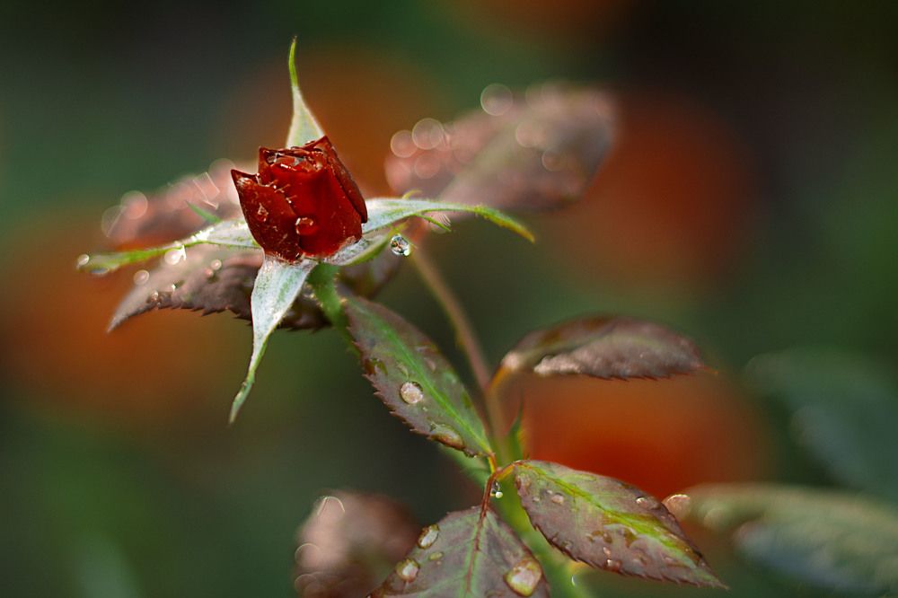 Photograph by Забудская Наталья