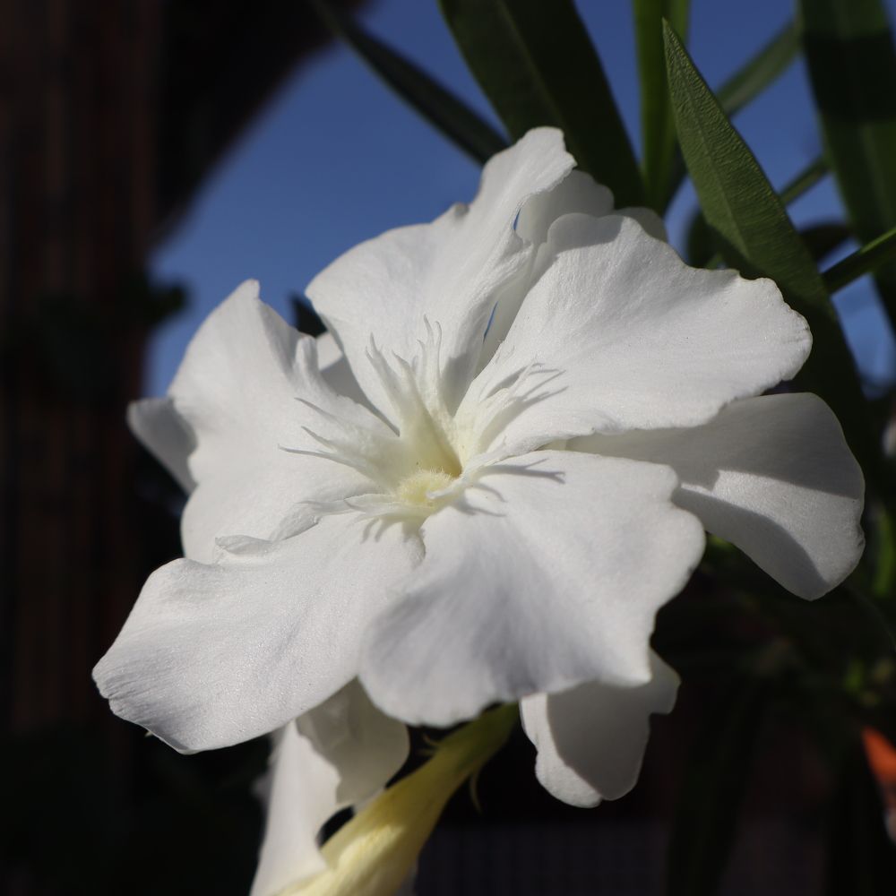 Photograph by Katiaponzini