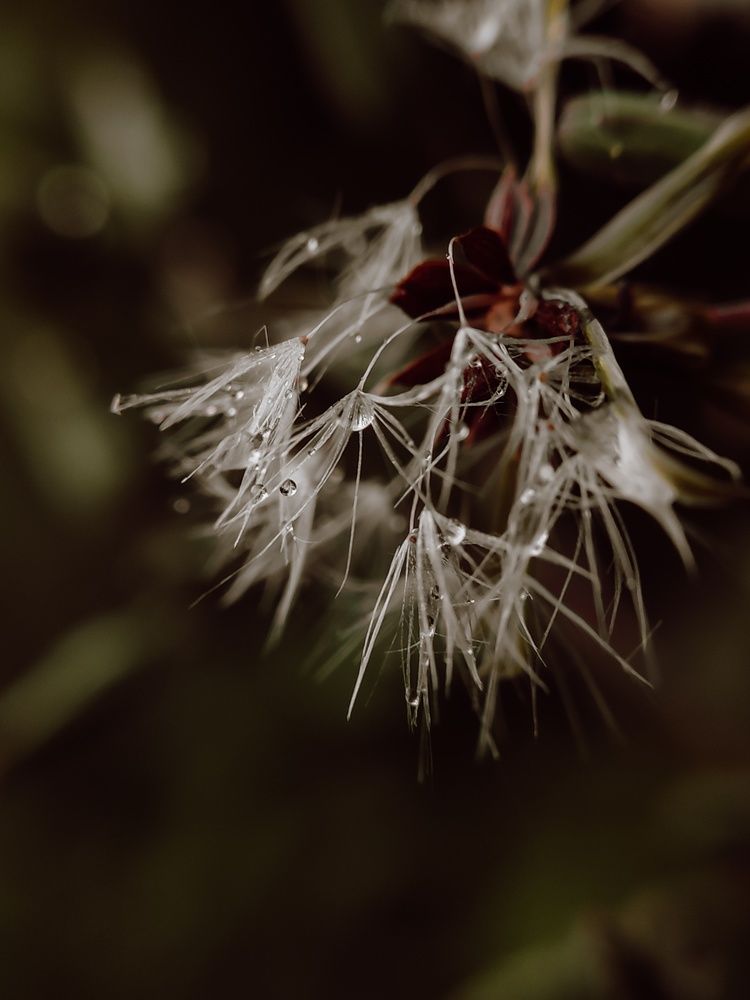 Photograph by Алия Латыйпова