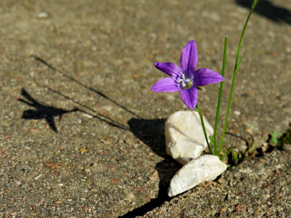 Bluebell and its shadow