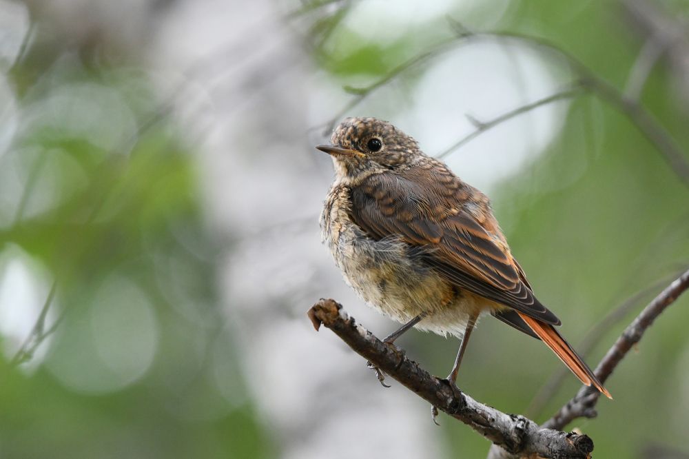 Горихвостка