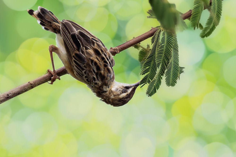 Photograph by NGUYEN HAI