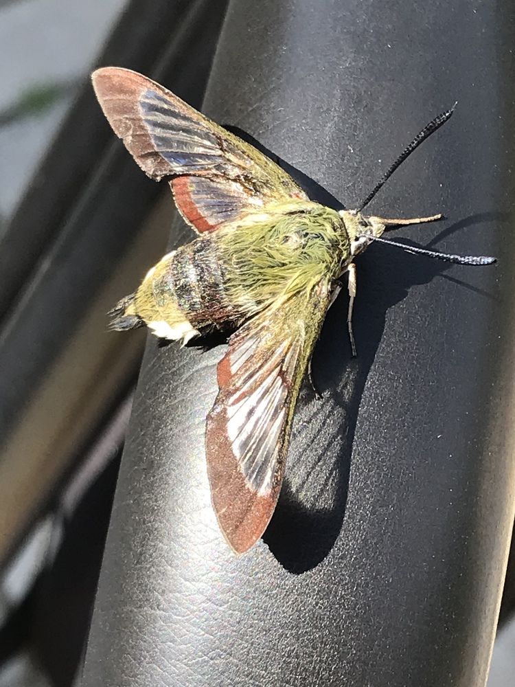 Подсохну и полечу!