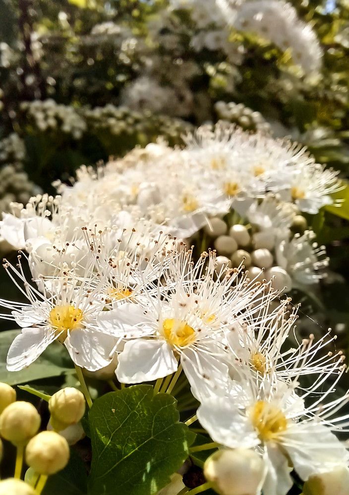 Photograph by Anna Grinkevich