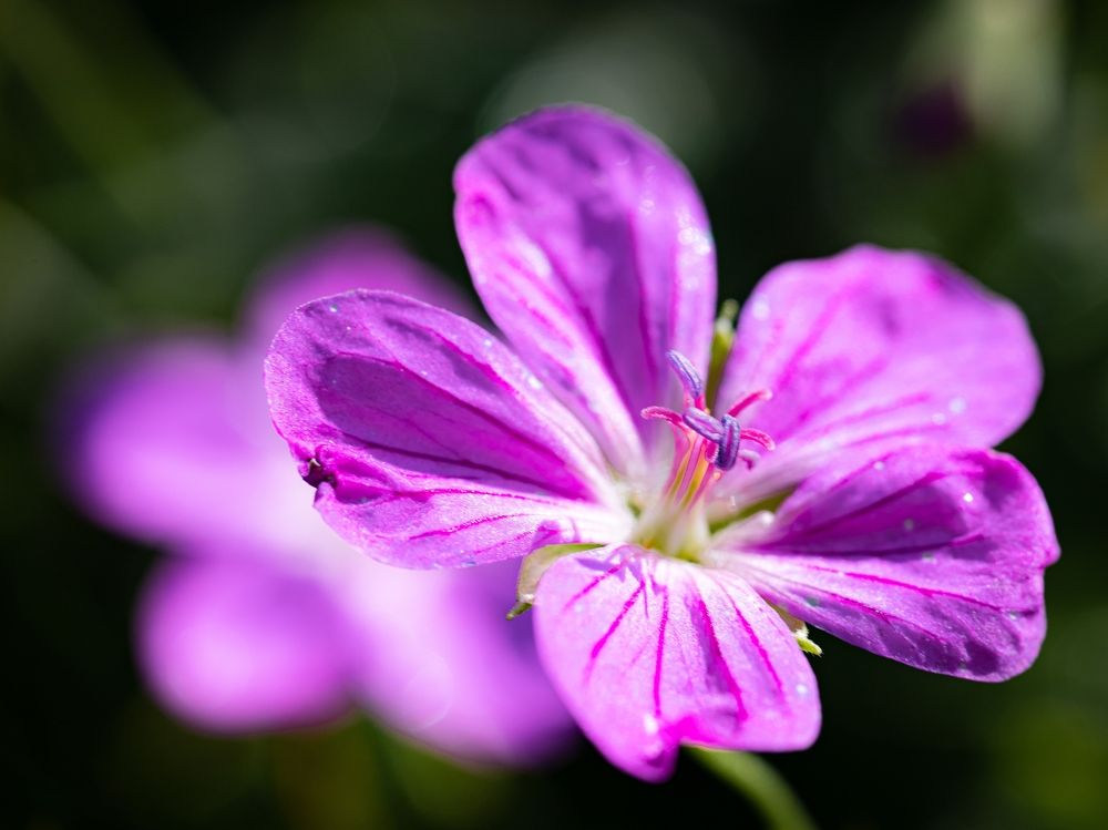 Фотография автора Ирина Гриценко