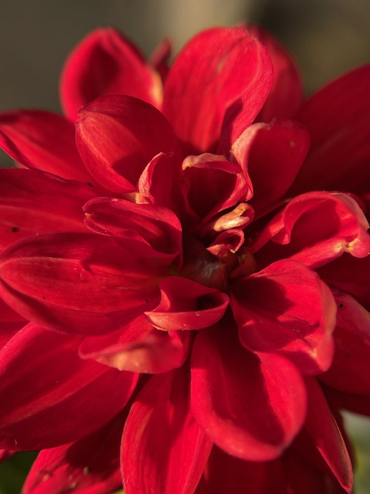 Фотография автора Елена Меньшикова