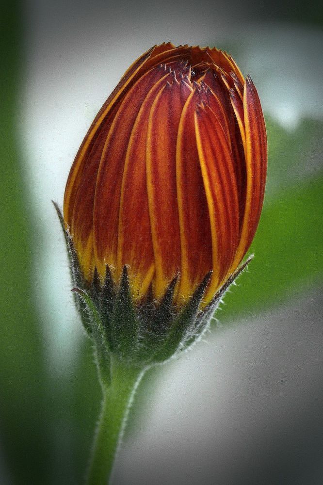 Photograph by Marina Krivitskaya