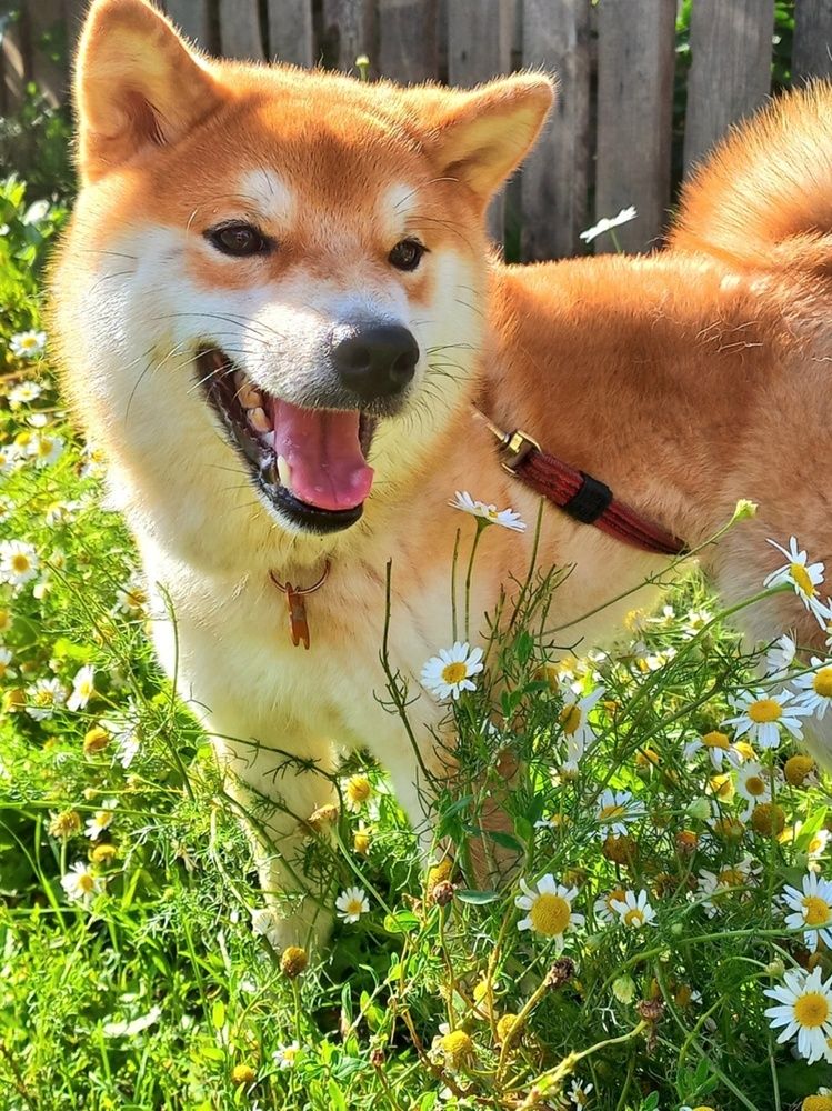 Фотография автора Наталья Крутицких