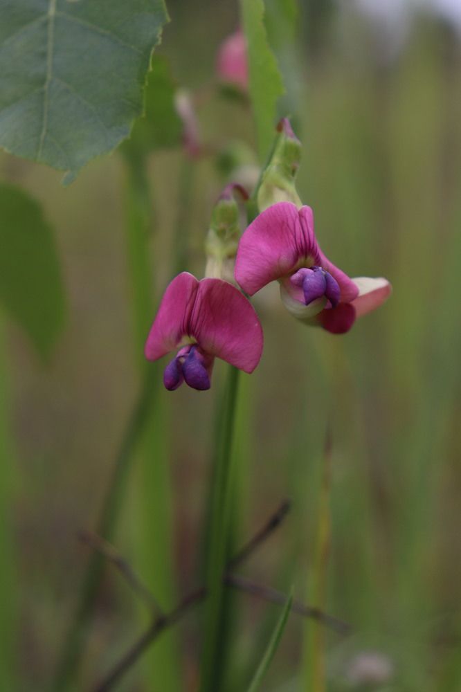 Фотография автора Алиса