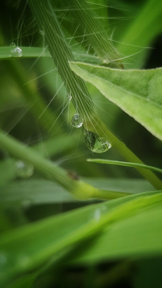 Raindrops