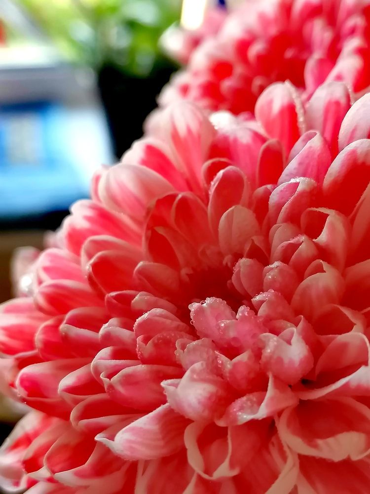 Photograph by Галина Карманова