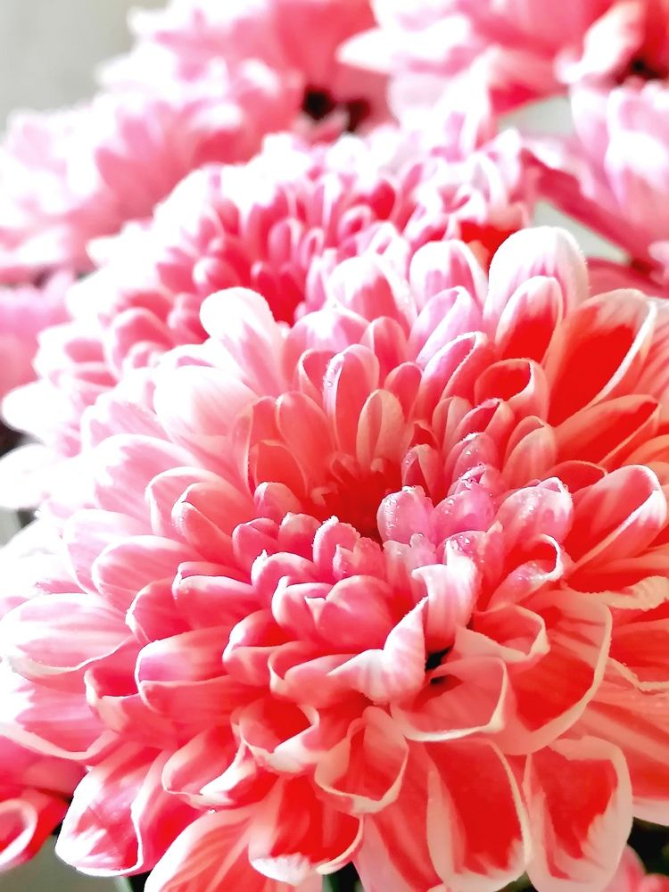 Photograph by Галина Карманова