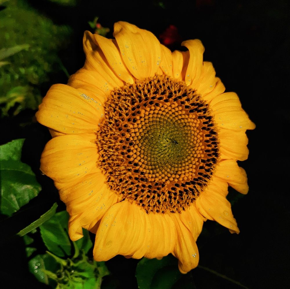 Подсолнушек