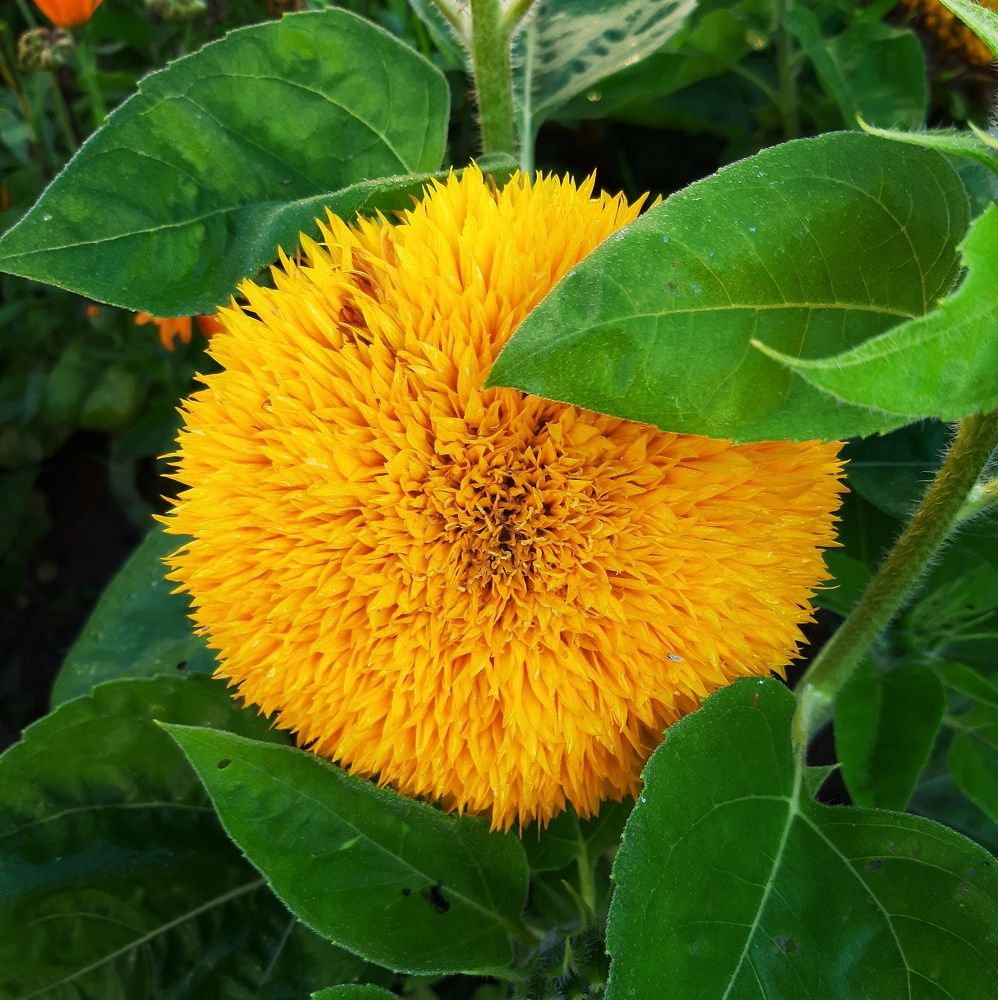 Махровый подсолнух