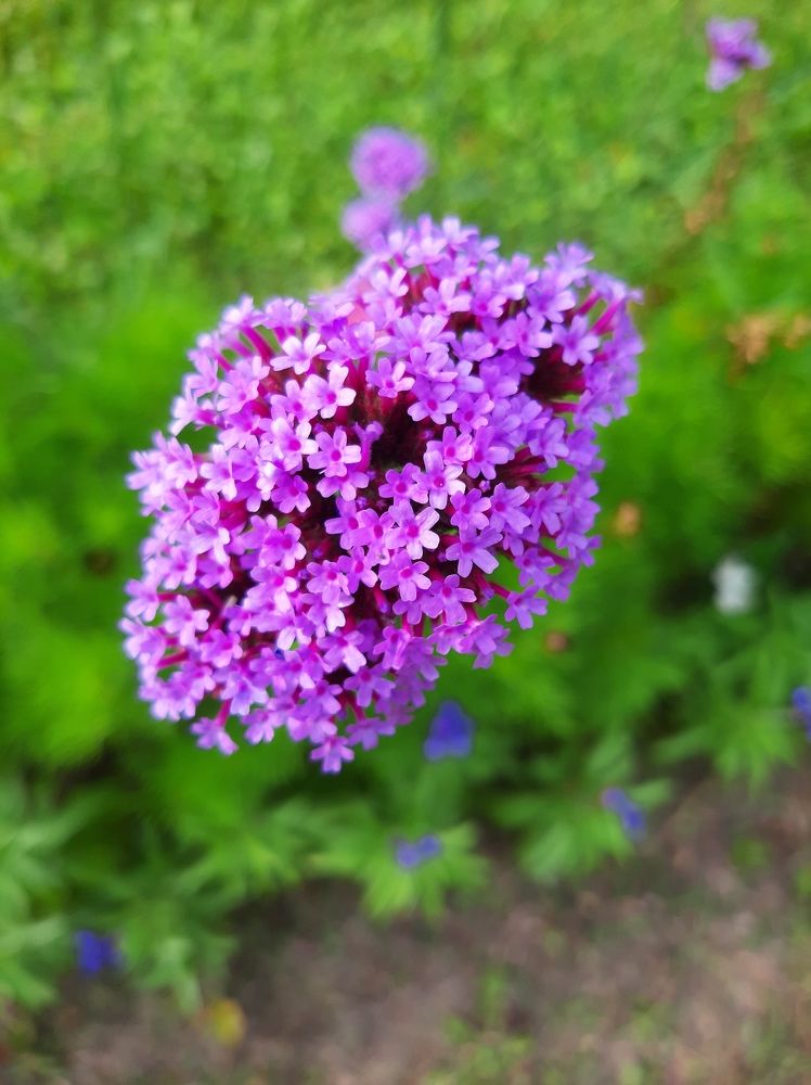 Сиреневое облако