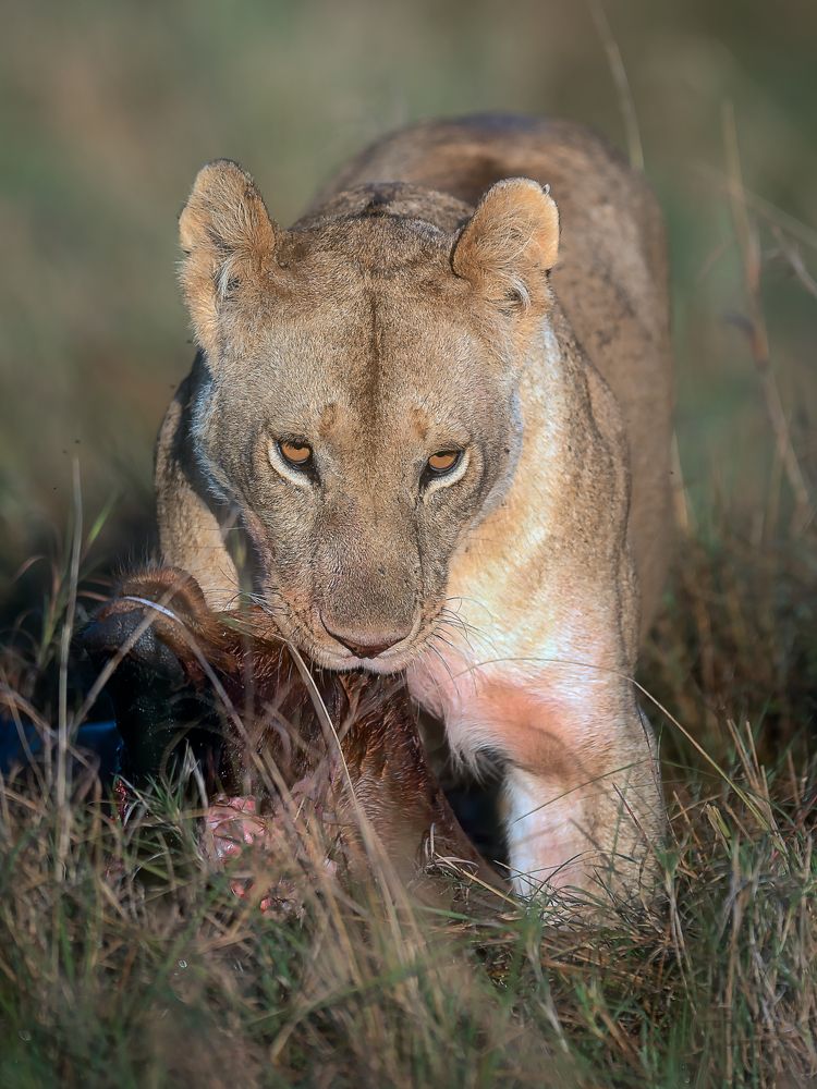 Фотография автора Anand Kumar