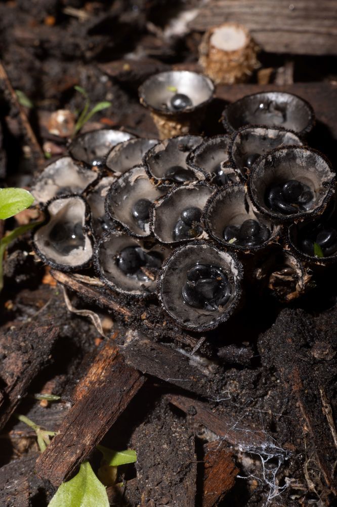 Photograph by Сергей Синягин