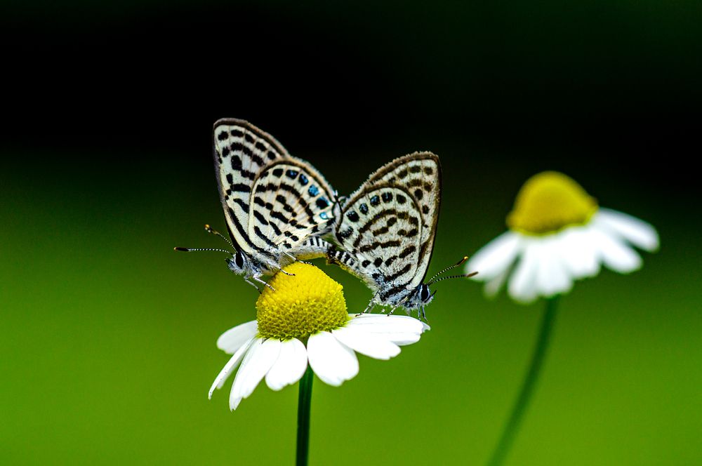 Photograph by irfan demirel