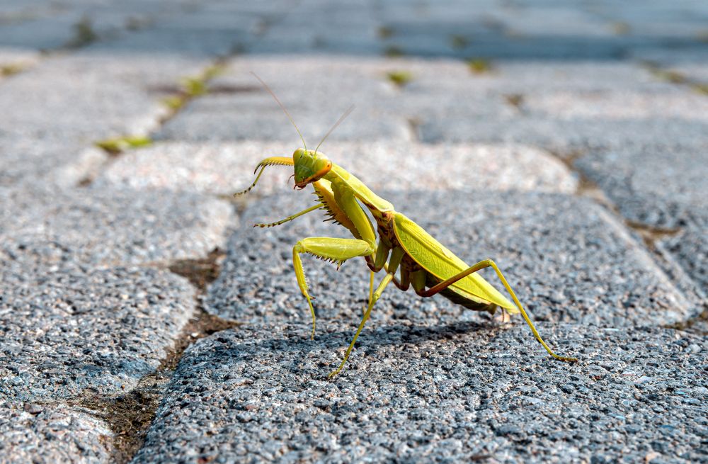 Photograph by Сергей Христинич