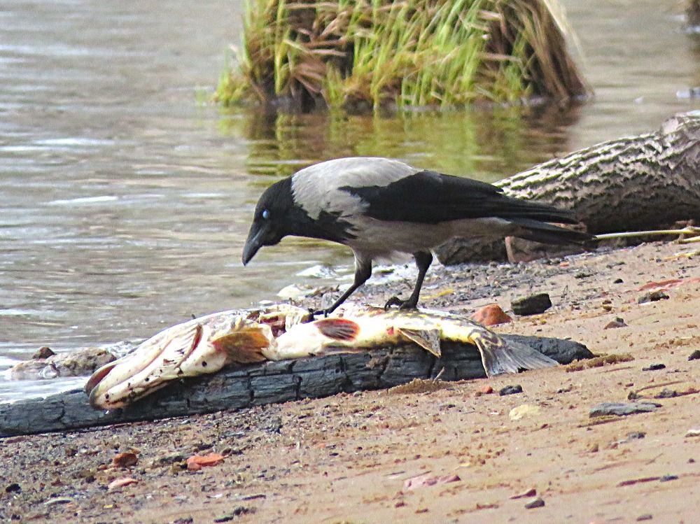 Photograph by Галина Пименова