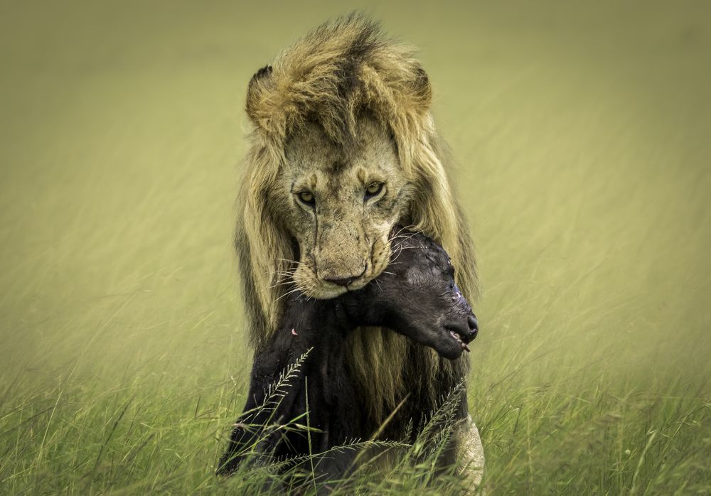 Photograph by Sathiish Rao P.