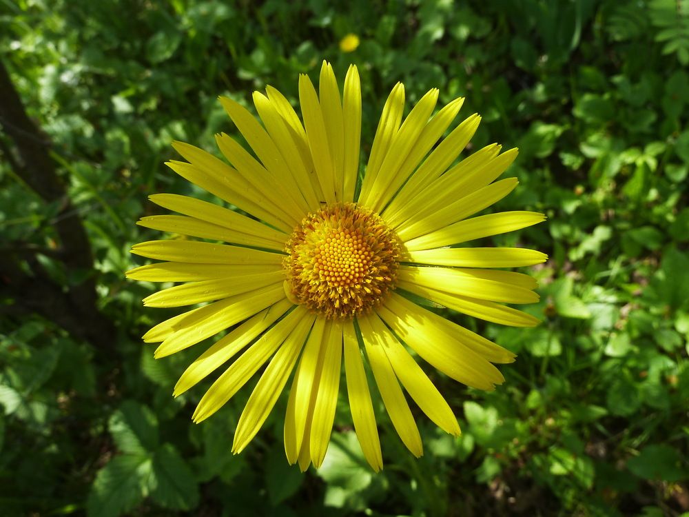 Фотография автора Клавдия Васильева