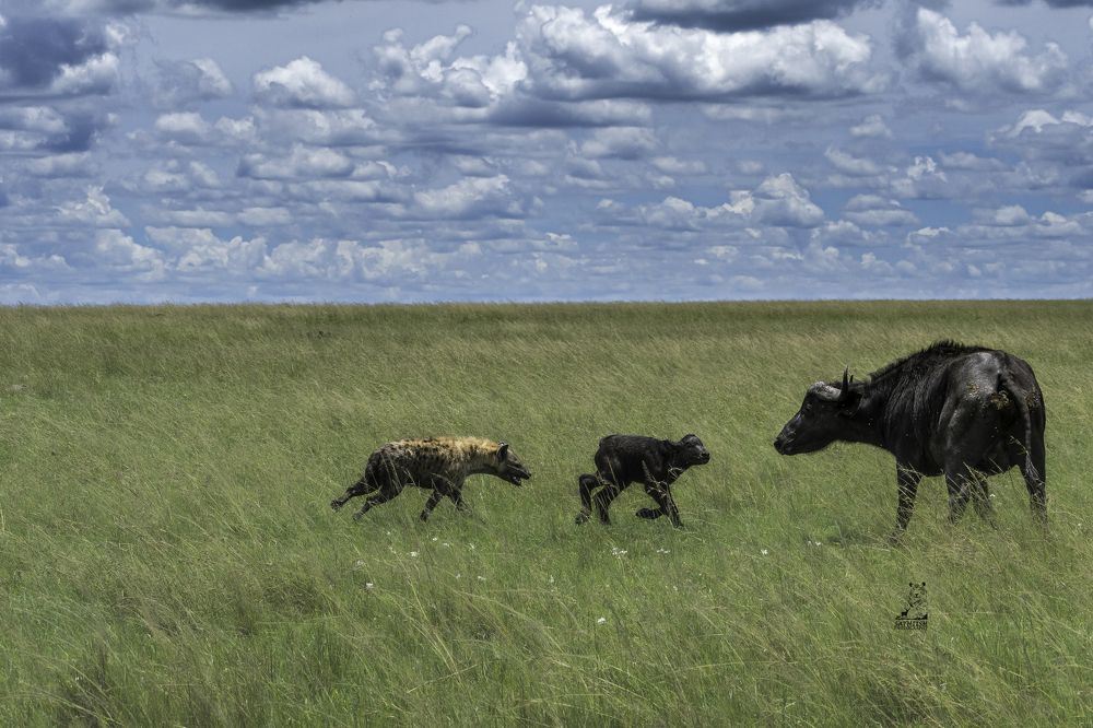Photograph by Sathiish Rao P.