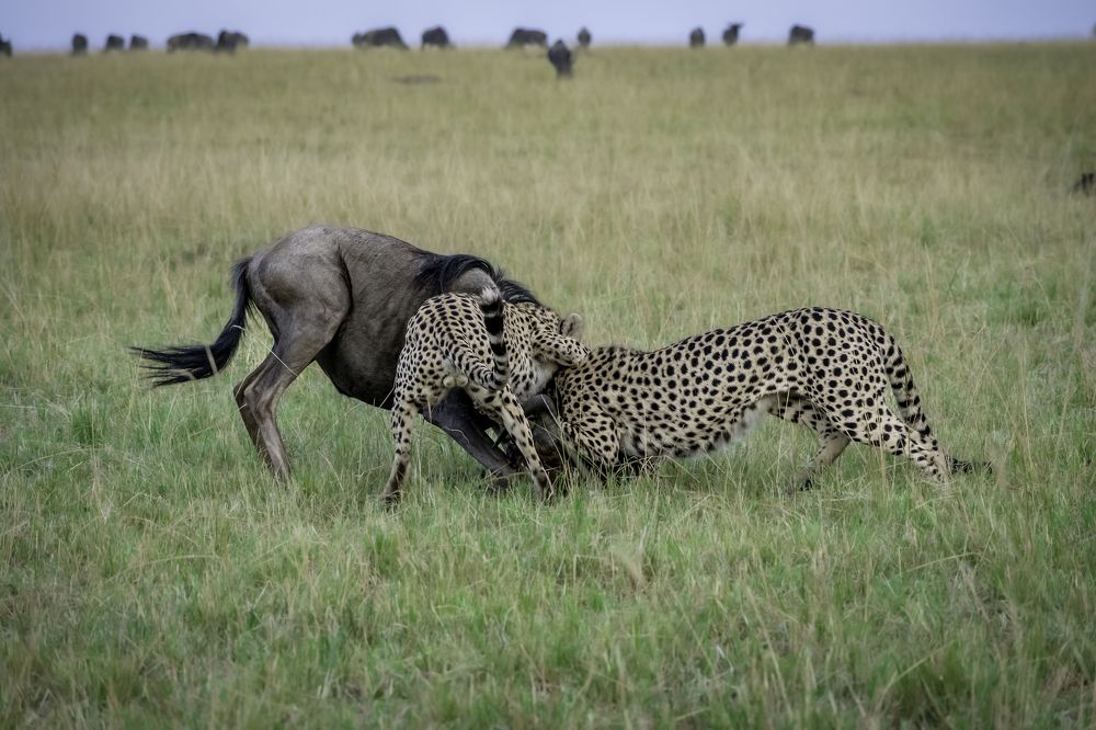 Photograph by Sathiish Rao P.