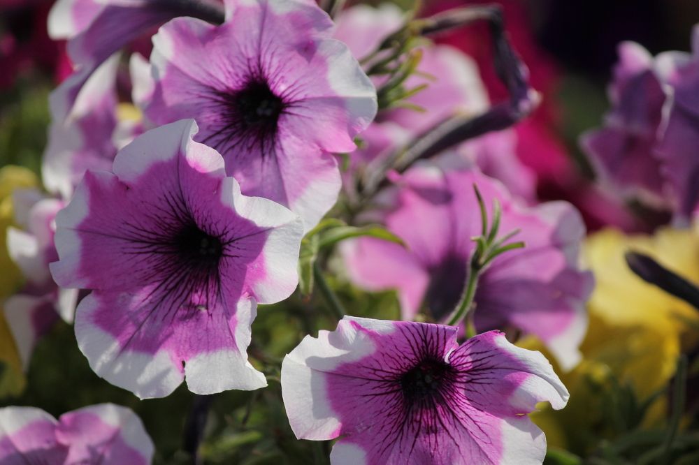 Фотография автора Вячеслав