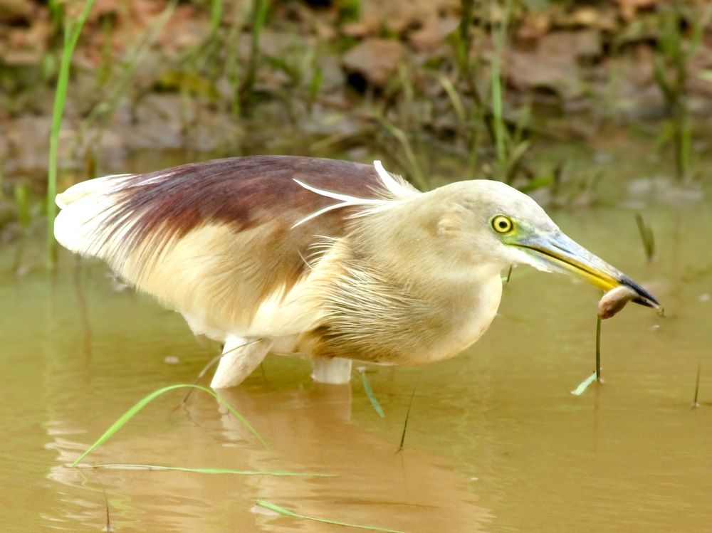 Photograph by Sugha Bapodara