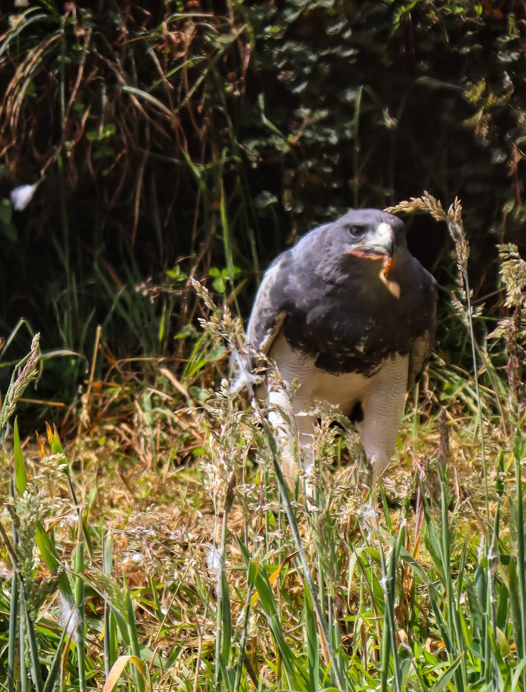 Photograph by Jorge Giol